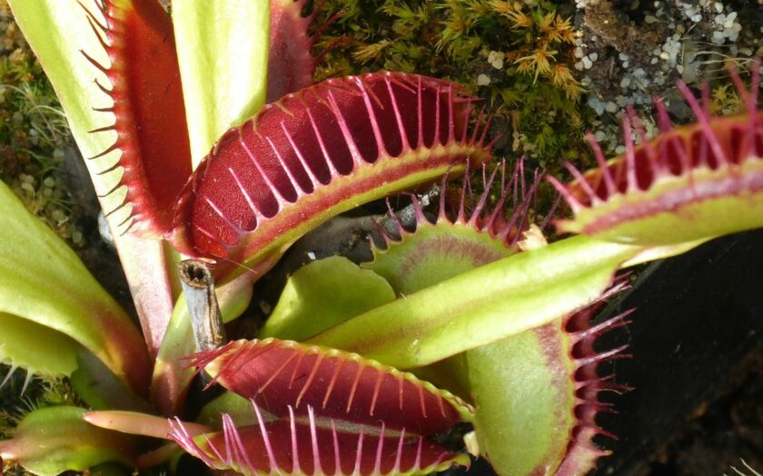 Venusfliegenfalle – Dionaea muscipula