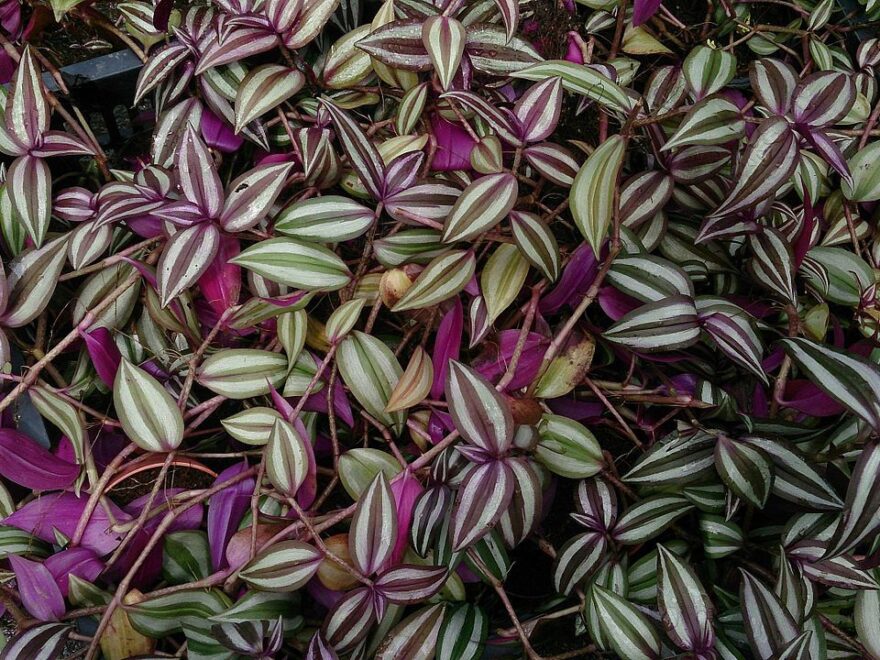 Zebrakraut - Tradescantia zebrina