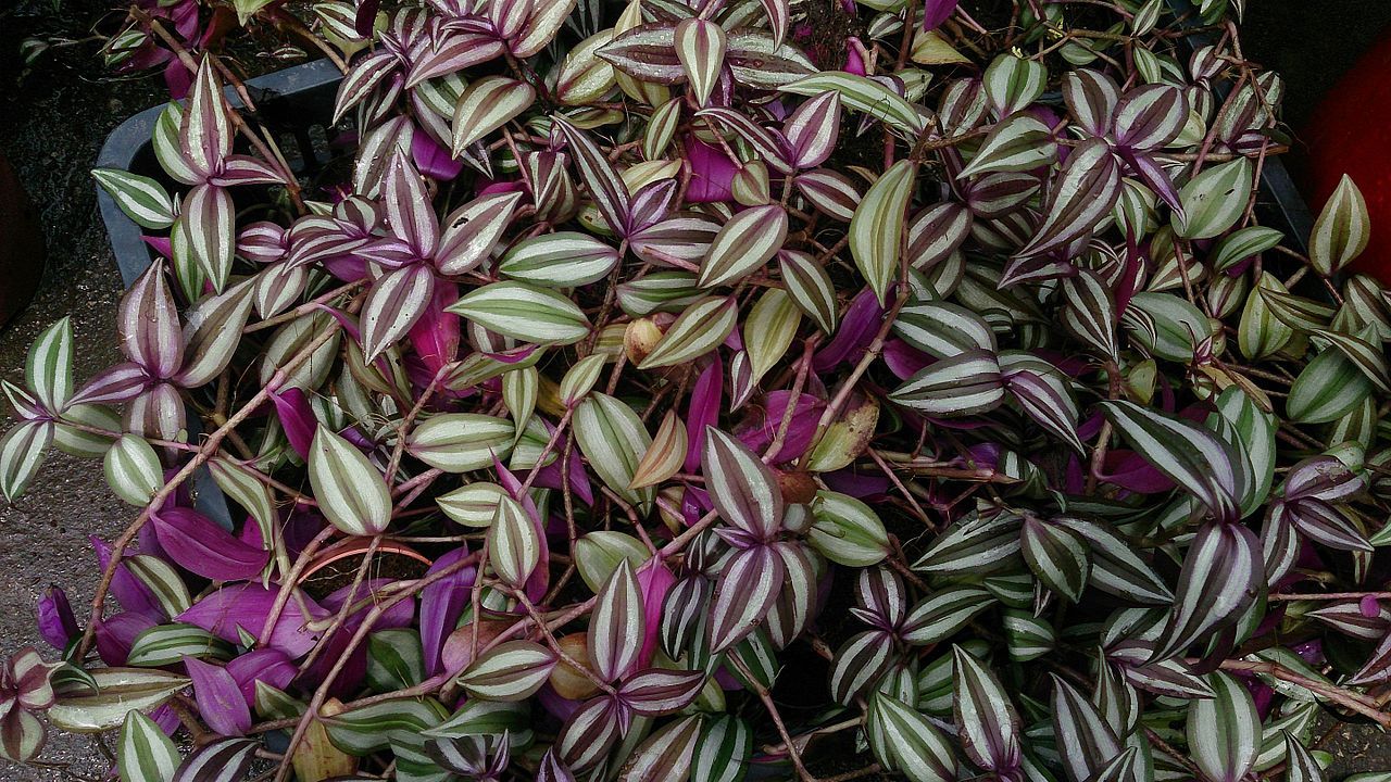 zebrakraut-zebra-ampelkraut-tradescantia-zebrina