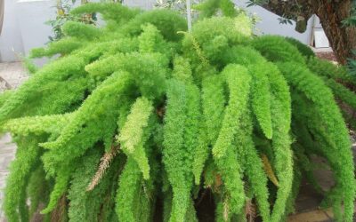 Zier-Spargel - Asparagus densiflorus