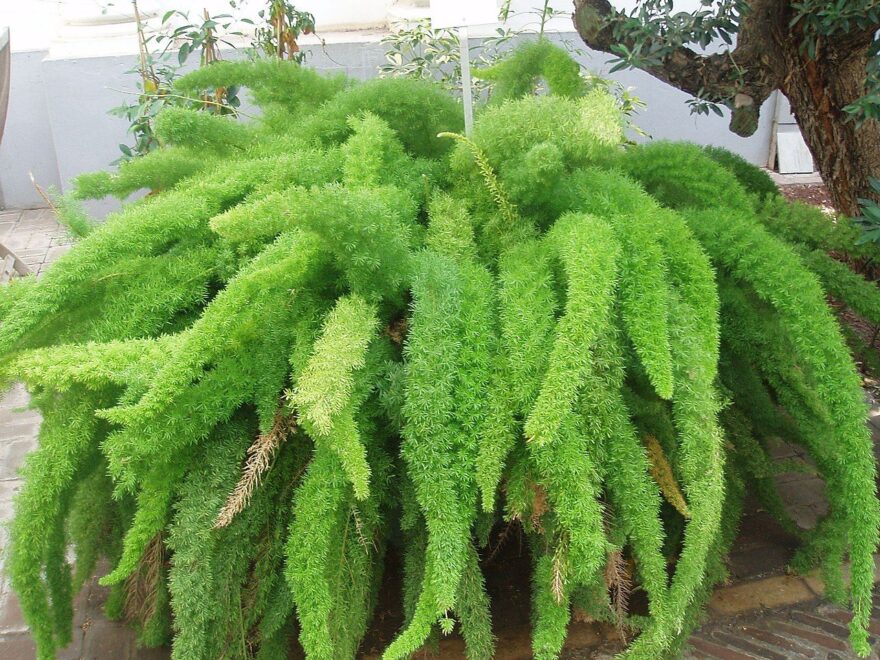 Zier-Spargel - Asparagus densiflorus