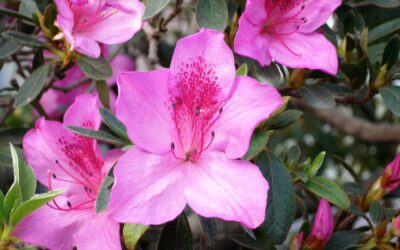 Zimmerazalee - Rhododendron simsii
