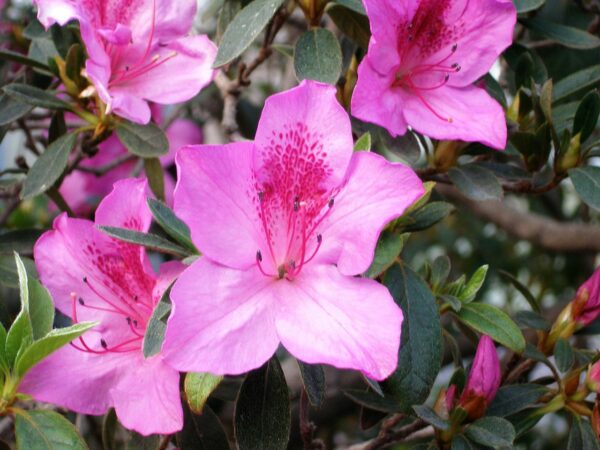Zimmerazalee - Rhododendron simsii