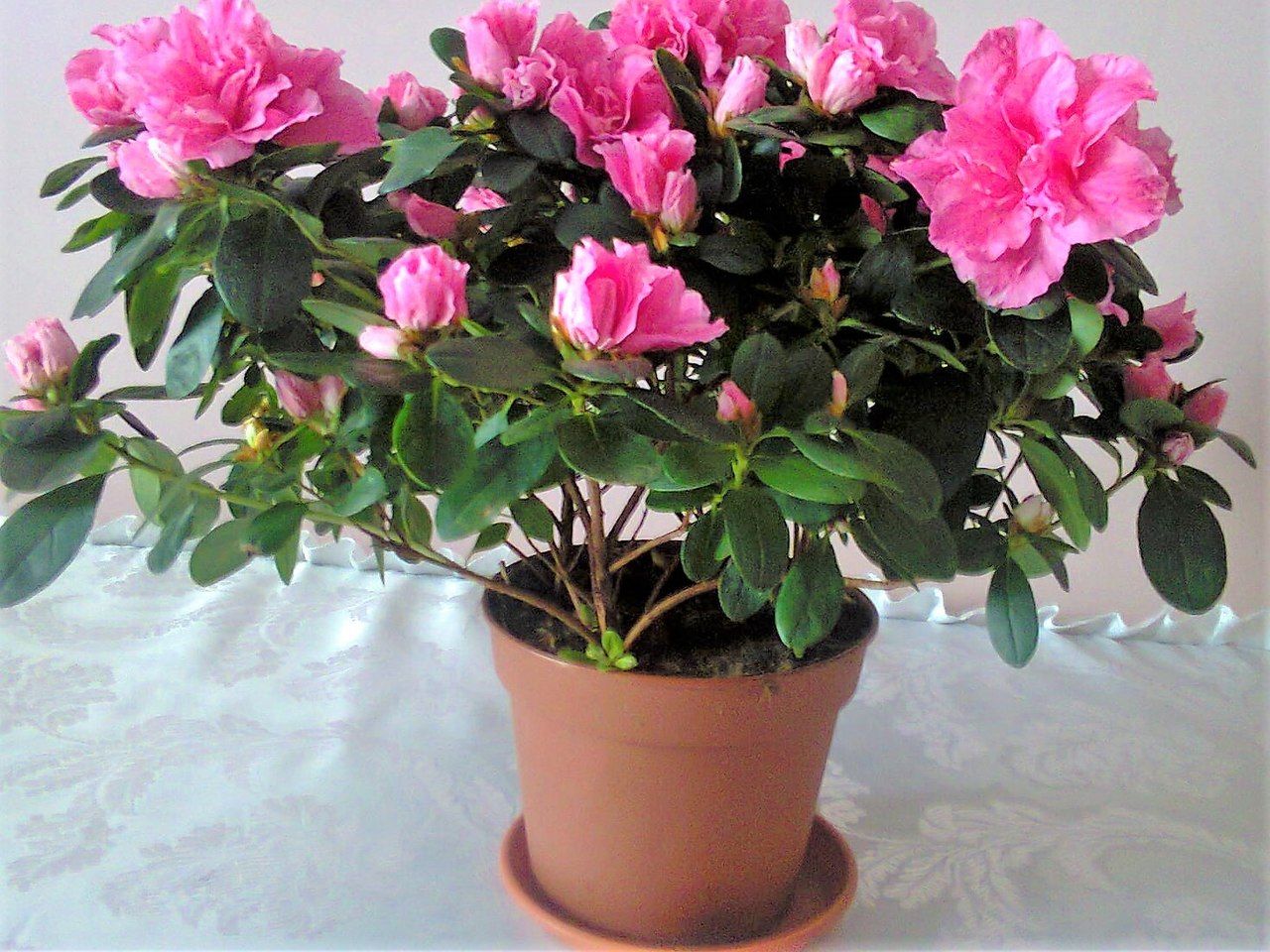 Zimmerazalee Rhododendron simsii