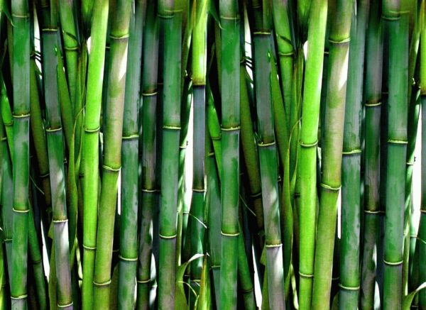 Bambus als schnell wachsende Hecken