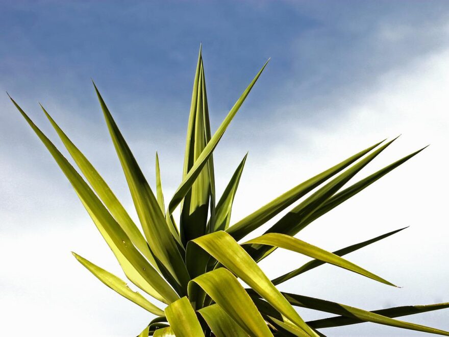 Yucca Palme als Zimmerpalme