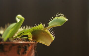 Fleischfressende Pflanzen Buch Bestseller