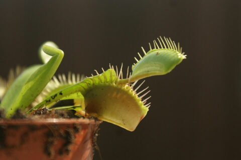 Fleischfressende Pflanzen: Die TOP 10 Buch-Empfehlungen 5 Fleischfressende Pflanzen Buch Bestseller