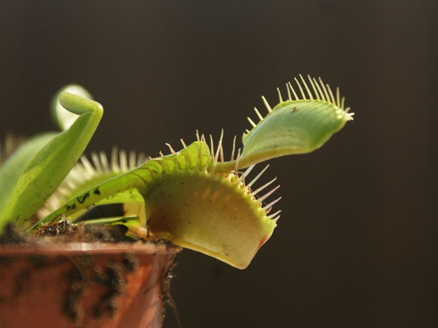 Fleischfressende Pflanzen Buch Bestseller