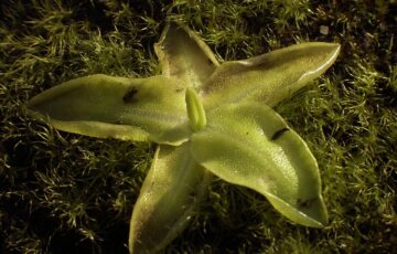 Gemeines Fettkraut (Pinguicula vulgaris)