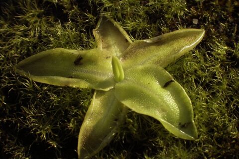 Gemeines Fettkraut (Pinguicula vulgaris): Tipps zur richtigen Pflege 38 Gemeines Fettkraut (Pinguicula vulgaris)