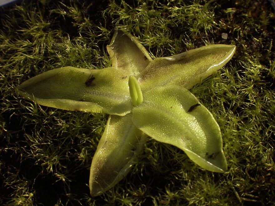 Gemeines Fettkraut (Pinguicula vulgaris)