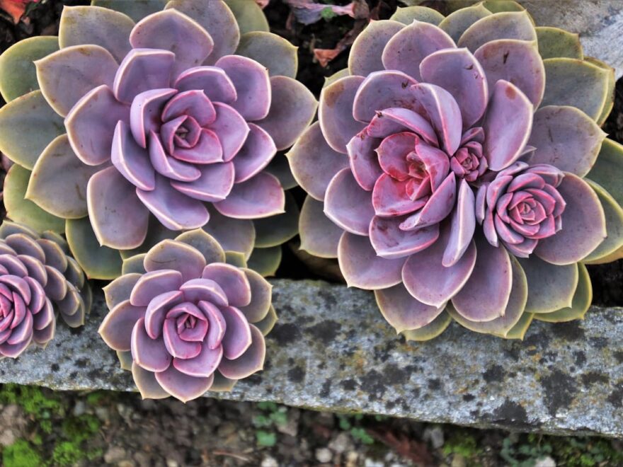 Sukkulenten als Zimmerpflanzen