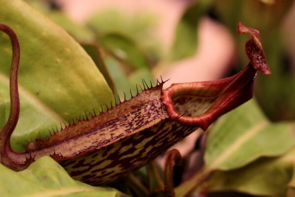 Kannenpflanze Nepenthes sp.