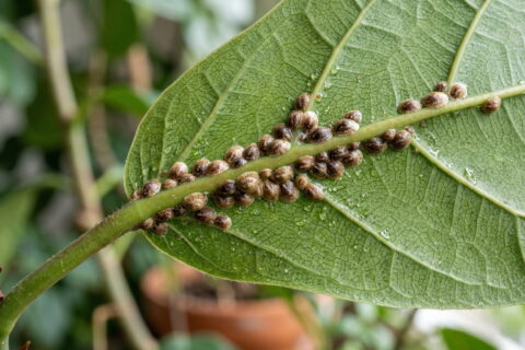 Schildläuse auf der Blattunterseite einer Zimmerpflanze im Makro