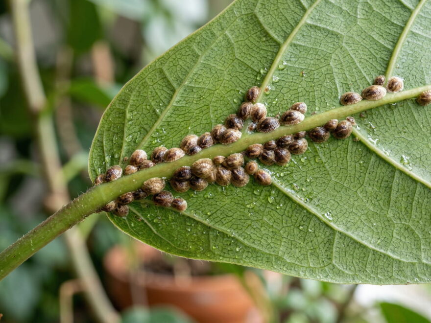 Schildläuse auf der Blattunterseite einer Zimmerpflanze im Makro
