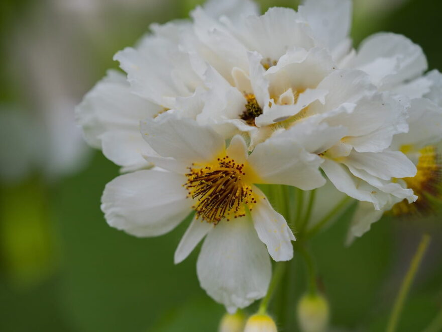 Zimmerlinde Sparrmannia africana