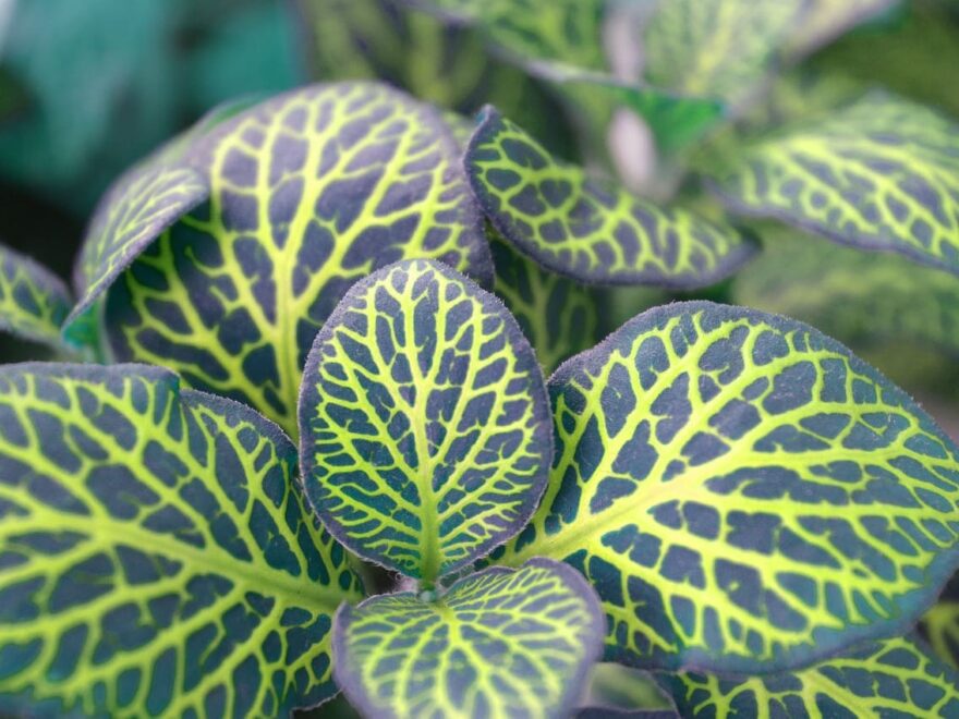 Grüne Zimmerpflanzen für Anfänger z.B. Fittonia