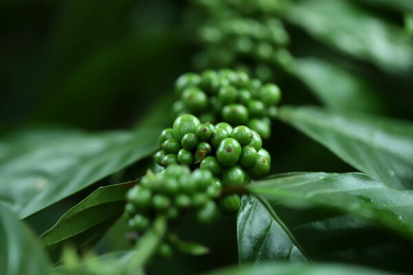 Kaffee-Pflanze Saatgut