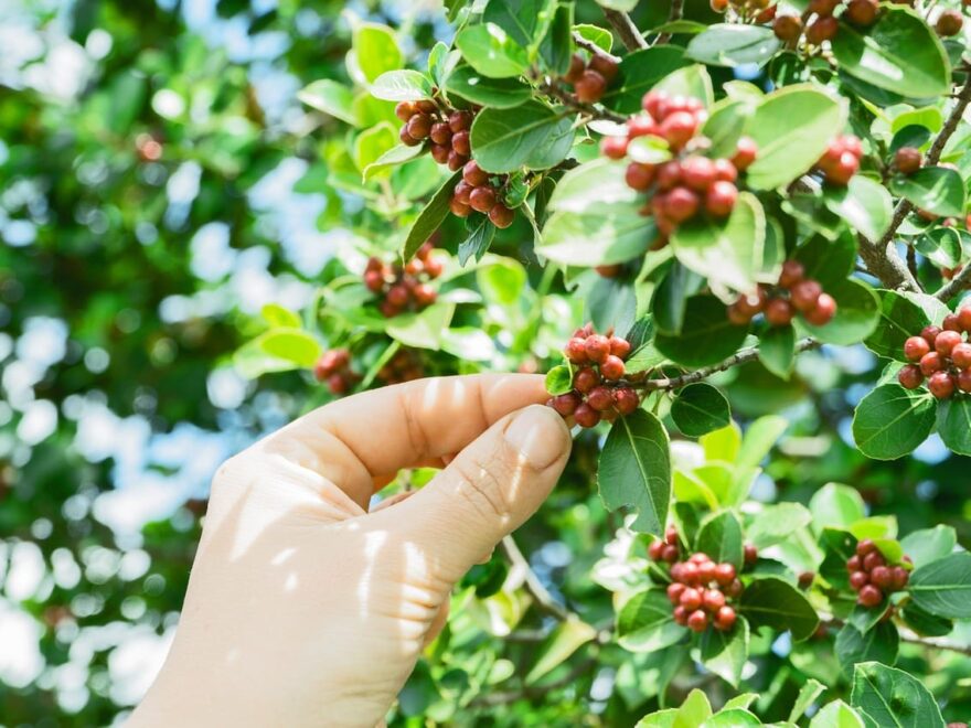 Kaffeebaum als Zimmerpflanze