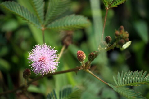Mimose (Mimosa pudica) als Zimmerpflanze pflegen