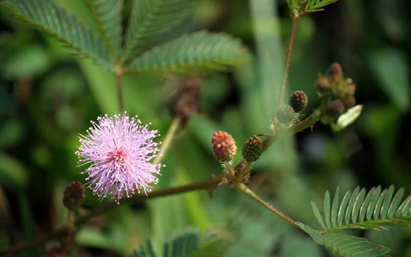 Mimose Mimosa pudica als Zimmerpflanze