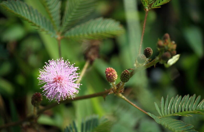 Mimose Mimosa pudica als Zimmerpflanze