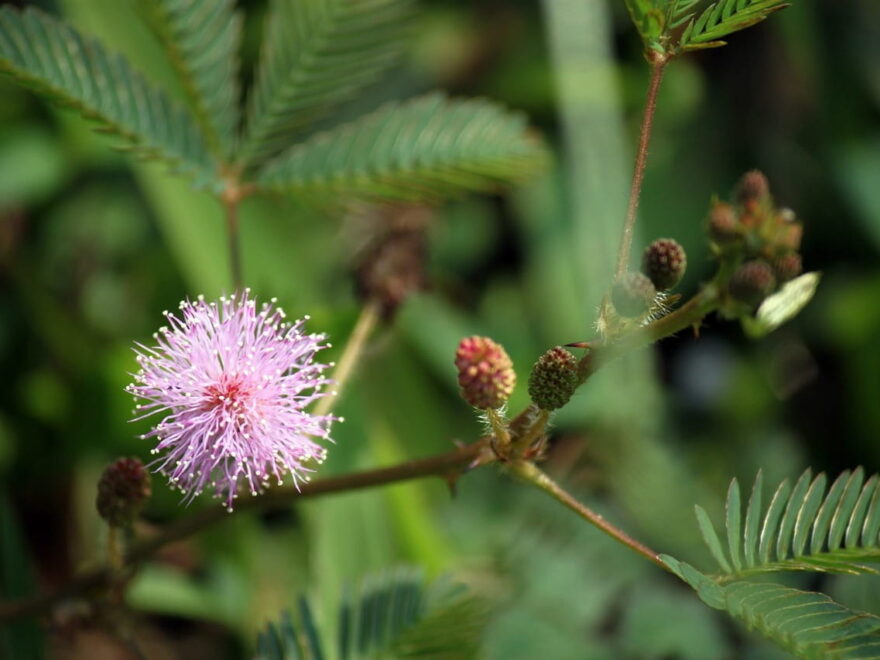 Mimose Mimosa pudica als Zimmerpflanze