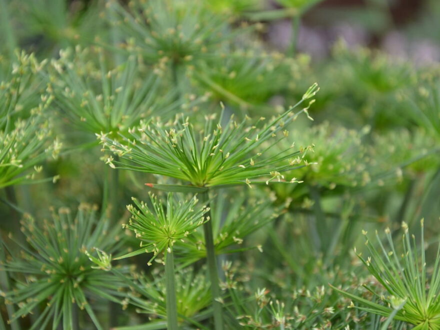 Zyperngraf Cyperus Papyrus als Zimmerpflanze