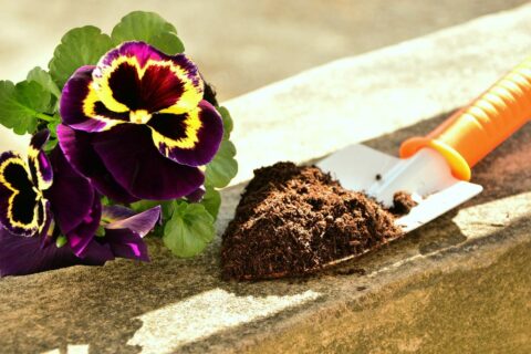 Blumenerde für Zimmerpflanzen