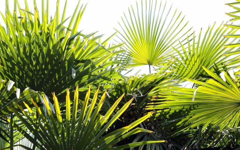 Palmenerde für Fächerpalmen