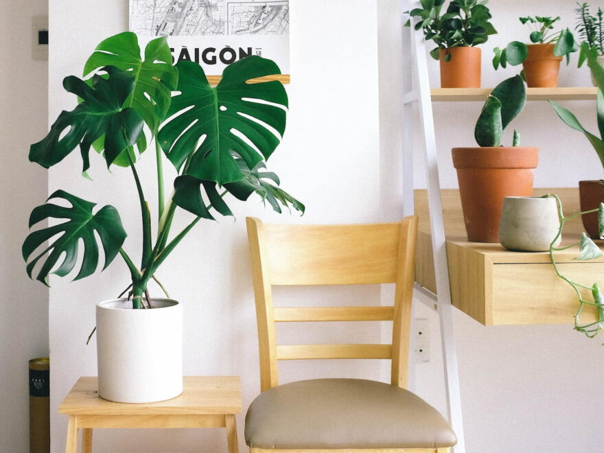 Monstera-Deliciosa pflegen