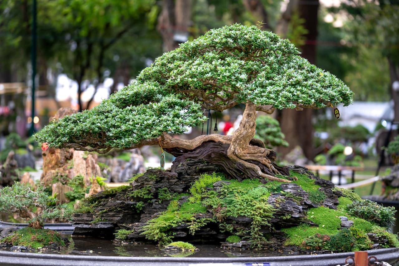 Wie kann Bonsai in Feng Shui verwendet werden?