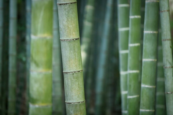 Grüner Bambus Stangen