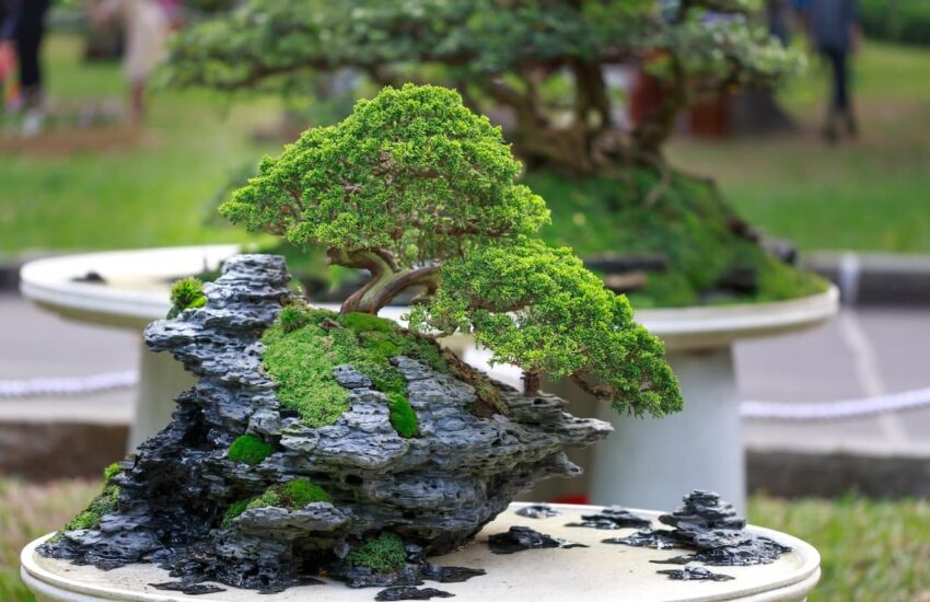 Grüner Bonsai-Baum auf Tisch
