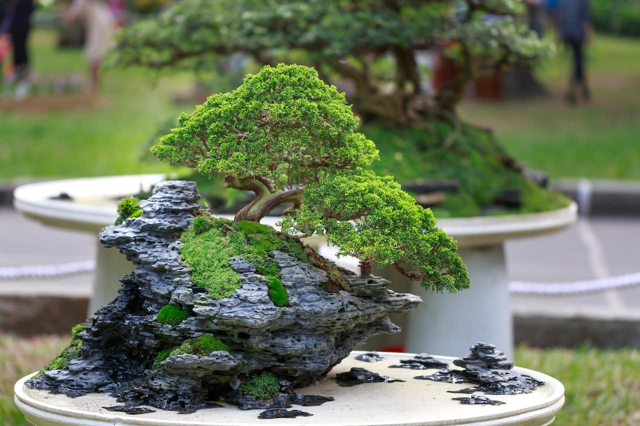 Wie kann Bonsai in Feng Shui verwendet werden?