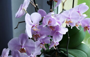 Orchidee Blume Nahaufnahme