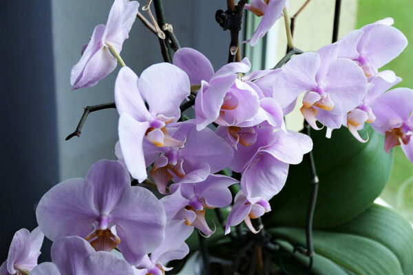 Orchidee Blume Nahaufnahme