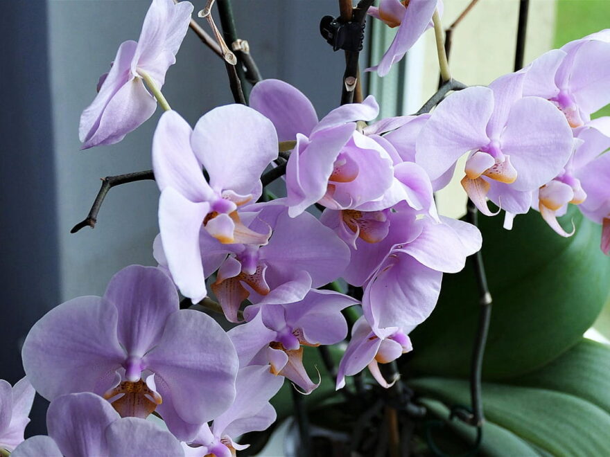 Orchidee Blume Nahaufnahme