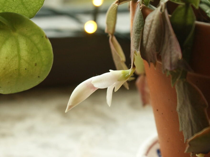 Pflanzen für die Fensterbank