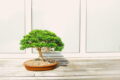 Bonsai als Kunstwerk