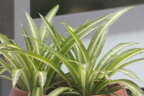 Grünlilie als pflegeleichte Zimmerpflanze für das Kinderzimmer