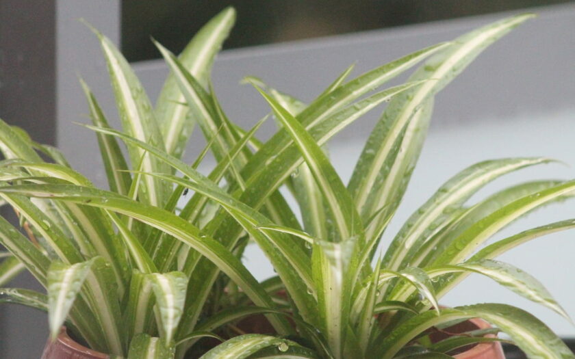 Grünlilie als pflegeleichte Zimmerpflanze für das Kinderzimmer
