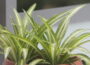 Grünlilie als pflegeleichte Zimmerpflanze
