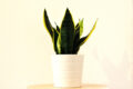 Bogenhanf Sansevieria klein im Topf