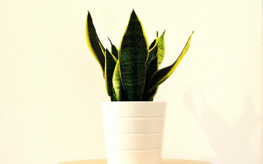 Bogenhanf Sansevieria klein im Topf