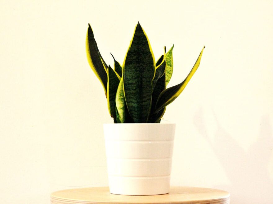 Bogenhanf Sansevieria klein im Topf
