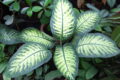 Dieffenbachie Dieffenbachia bauseii