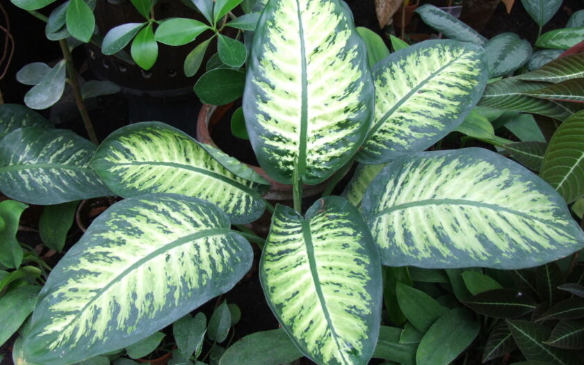 Dieffenbachie Dieffenbachia bauseii