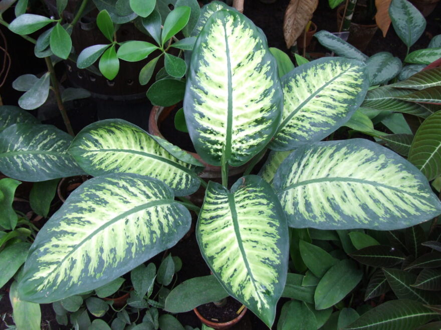 Dieffenbachie Dieffenbachia bauseii